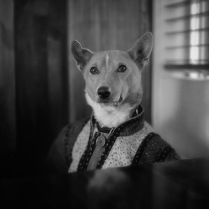 The Isle Of Dogs