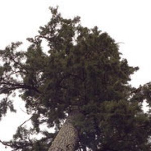 Avatar för Cedar Skies