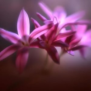 Parfum de l'aube