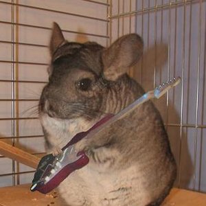 Аватар для The Chinchillas