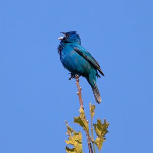 Blue bird