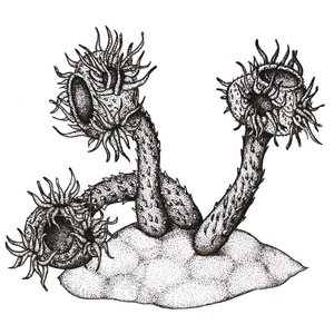 Avatar for Namacalathus