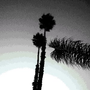 August Demo