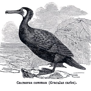 Avatar for Mr Henry's Old Barge