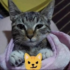 comentarios públicos için avatar