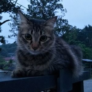 Maple