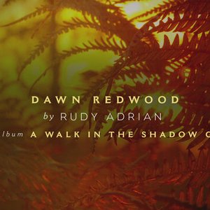 Dawn Redwood