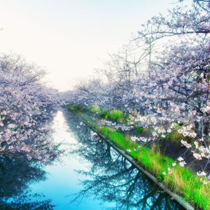 Hananoen - Single