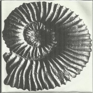 33.3