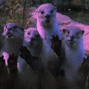 Avatar for Dead Otter