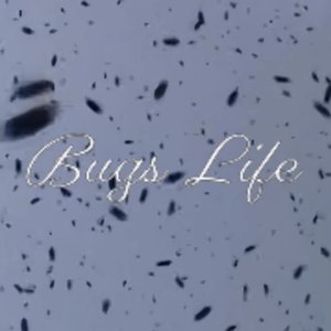 Bugs Life