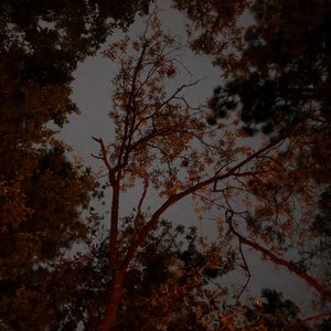 Pocket (feat. Creepybuggirl) - Single