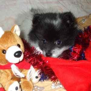 Joululauluja 的头像