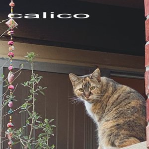 Calico