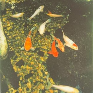 numbmoi & ian in the water present: "forever, kohaku."