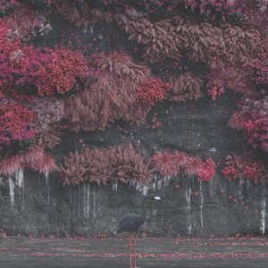 Even In Arcadia [Explicit]