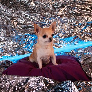 Perro Del Futuro - Single
