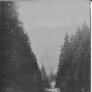 Awatar dla Nocturnal Trauma