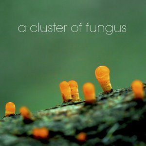 Image for 'A Cluster Of Fungus'