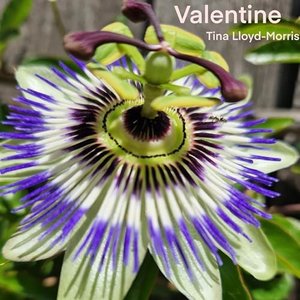 Valentine