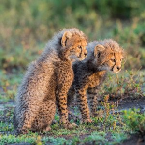 Baby Cheetahs