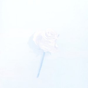 Ephemeral Beauty