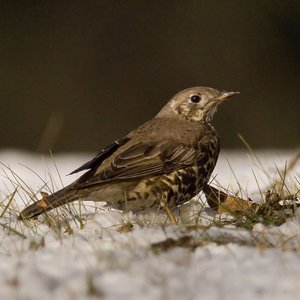 Avatar for Turdus viscivorus