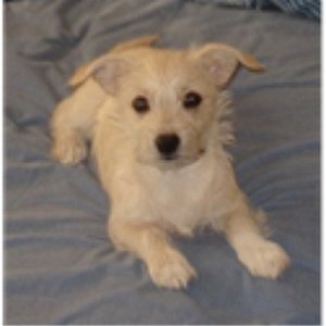 Spyders dog.jpg