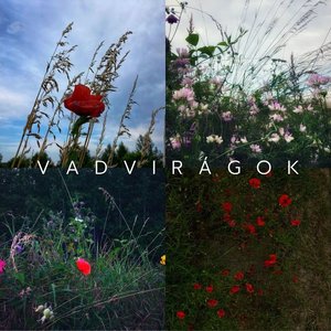 Vadvirágok - Single