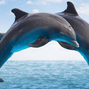 Dolphins Sounds 的头像