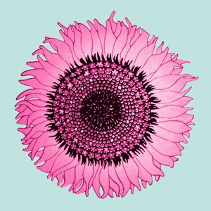 Warm Jets - Single