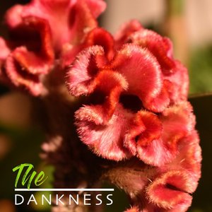 The Dankness - Single