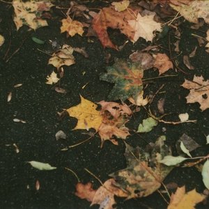 одинокий кленовый лист 的头像