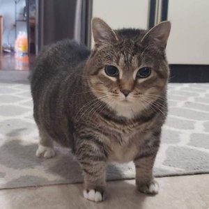 Avatar for luvmykitten