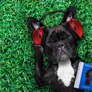 Música Para Cães 的头像