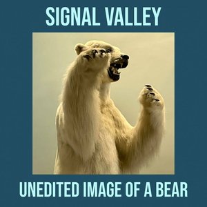 Unedited Image of a Bear