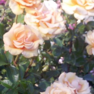 Long Drawn Out Goodbye