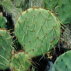 Prickly 的头像