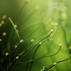 Music For Plants