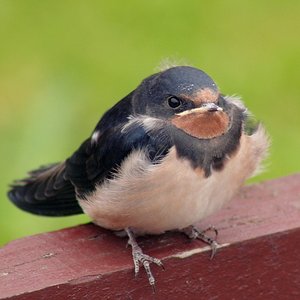 Naturljud のアバター