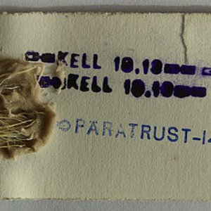 Pära Trust 的头像