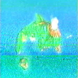 Dolphinアイランド