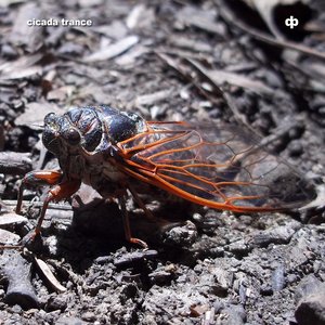 cicada trance