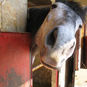 Avatar for Caballito