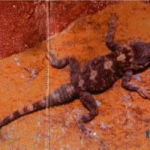 Avatar for Κορκόφιλος