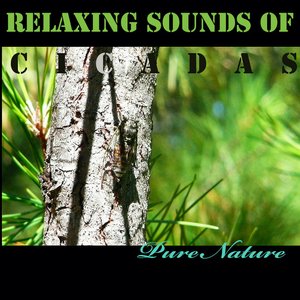 Relaxing Sounds of Cicadas