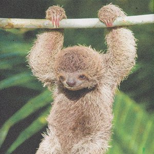 Avatar for Sleepy Sloth