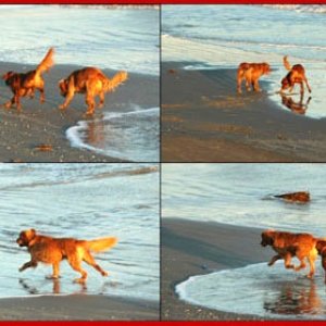 Beach Dogs