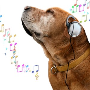 Avatar for Soothing Dog Sounds