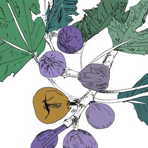 Music to Watch Seeds Grow By 005: Stella Z (Fig)